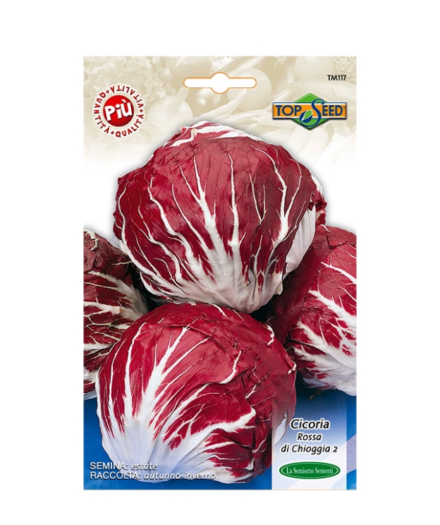 CICORIA ROSSA DI CHIOGGIA 2