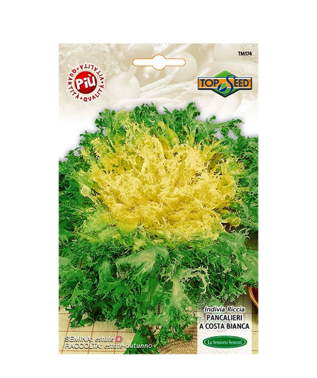 INDIVIA RICCIA PANCALIERI A COSTA BIANCA