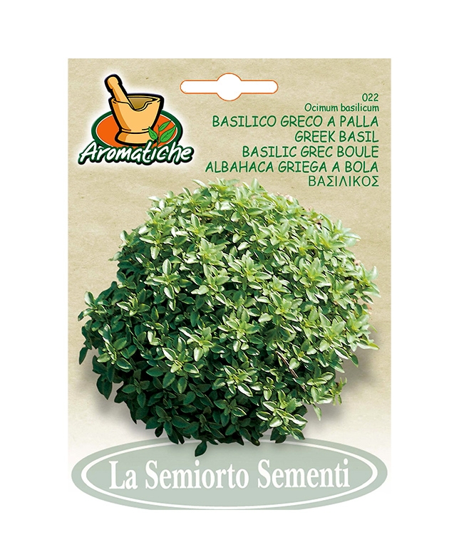BASILICO GRECO A PALLA