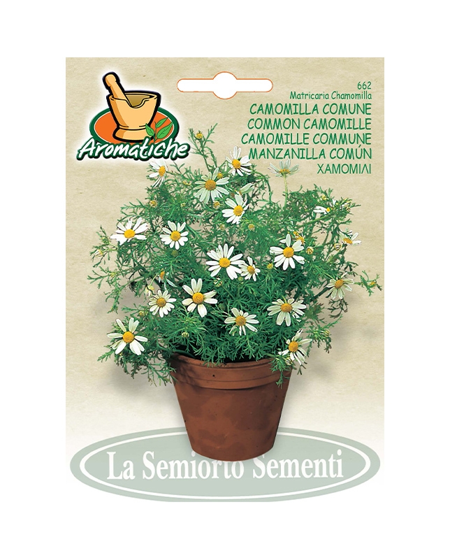 CAMOMILLA COMUNE