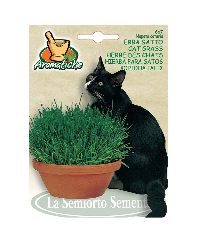ERBA GATTO