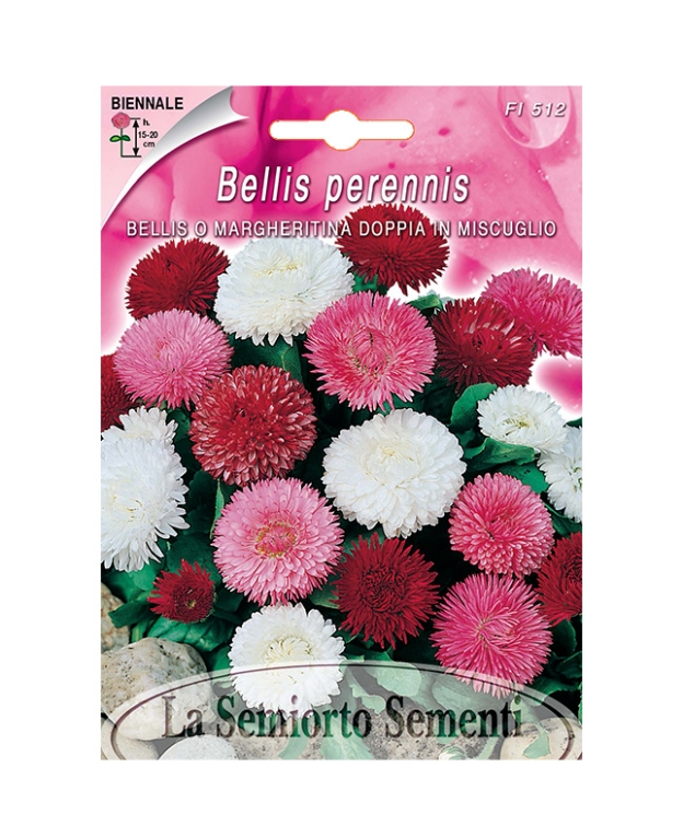 BELLIS O MARGHERITINA DOPPIA IN MISCUGLIO