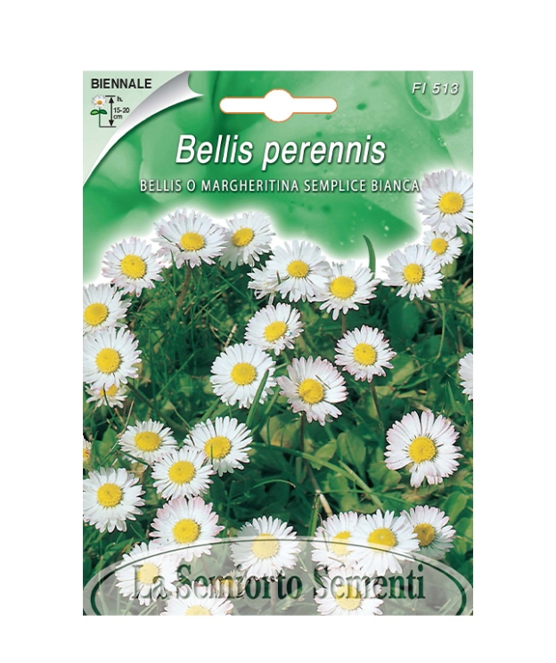 BELLIS O MARGHERITINA SEMPLICE BIANCA