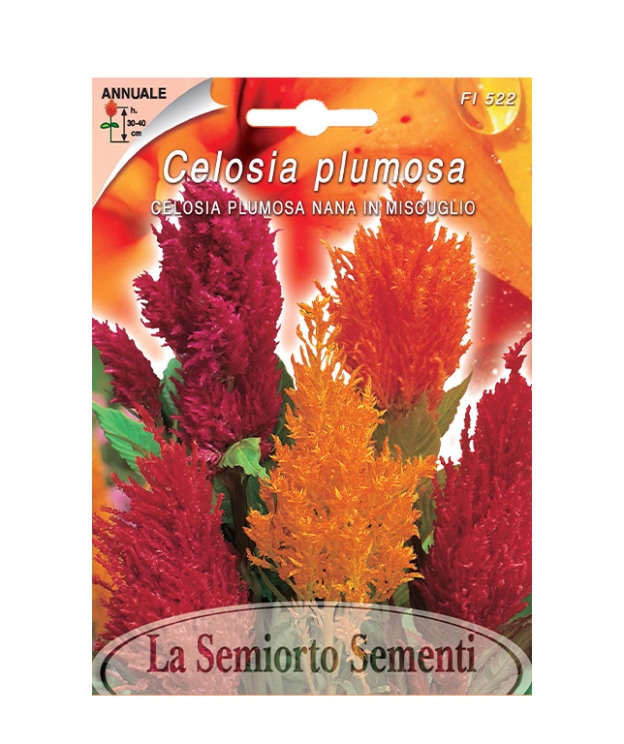 CELOSIA PLUMOSA NANA IN MISCUGLIO