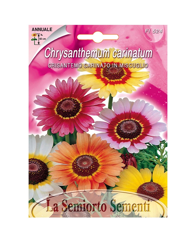 CRISANTEMO CARINATO IN MISCUGLIO