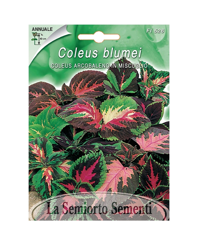 COLEUS ARCOBALENO IN MISCUGLIO