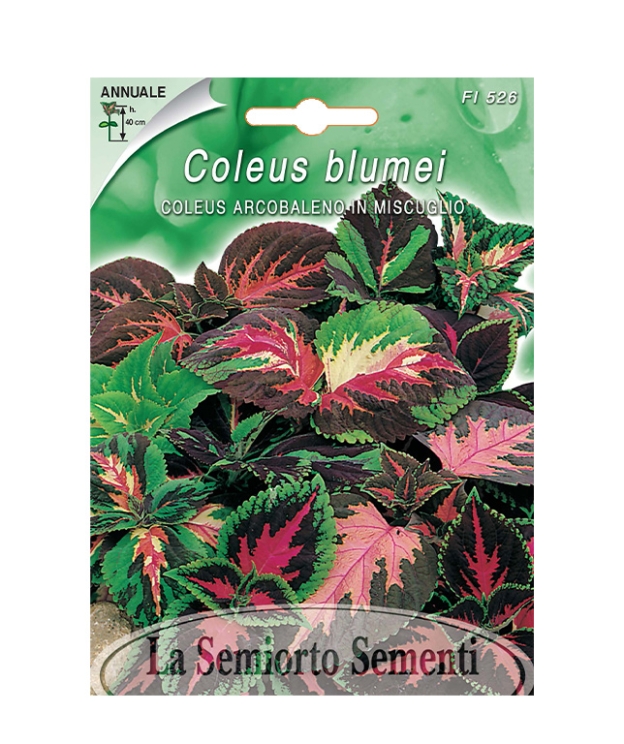 COLEUS ARCOBALENO IN MISCUGLIO