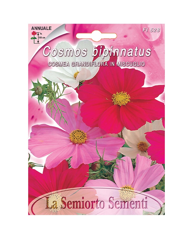 COSMEA GRANDIFLORA IN MISCUGLIO