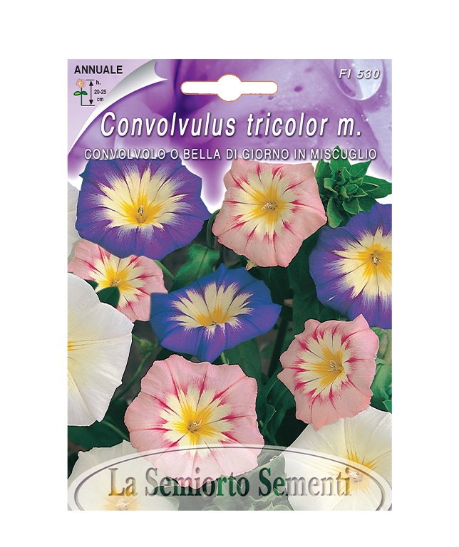 CONVOLVOLO O BELLA DI GIORNO IN MISCUGLIO