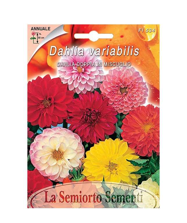 DAHLIA DOPPIA IN MISCUGLIO