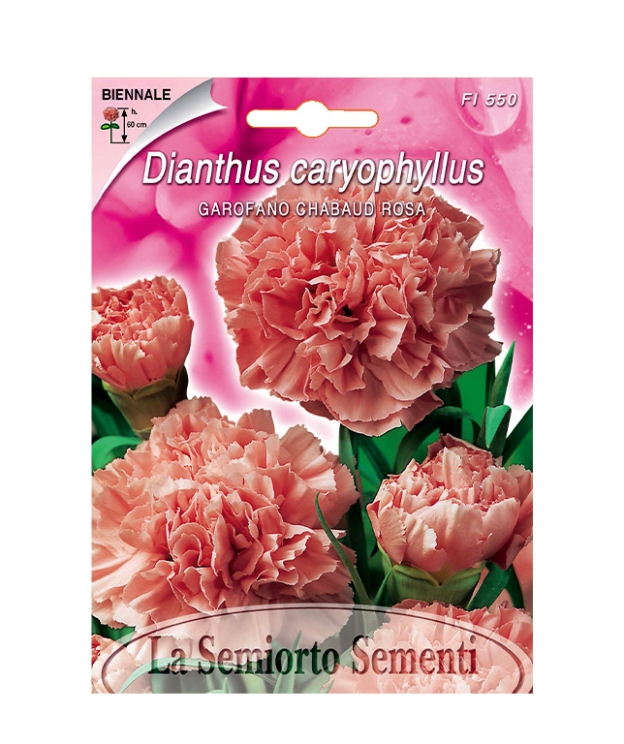 GAROFANO CHABAUD ROSA