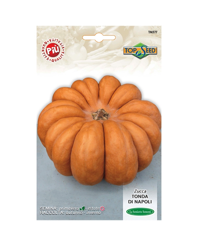 ZUCCA TONDA DI NAPOLI