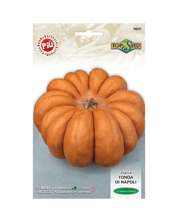ZUCCA TONDA DI NAPOLI