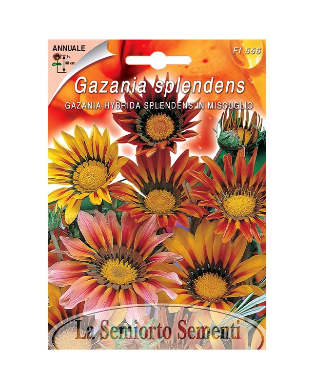 GAZANIA HYBRIDA SPLENDENS IN MISCUGLIO