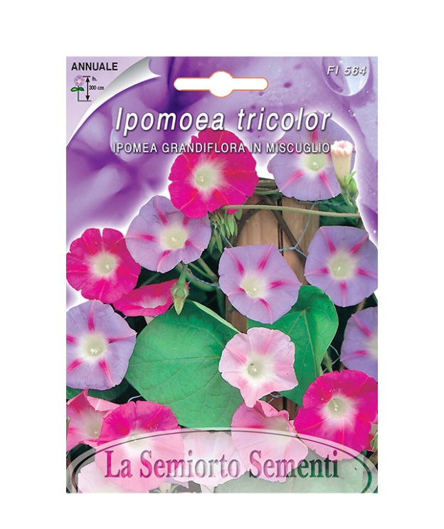 IPOMEA GRANDIFLORA IN MISCUGLIO
