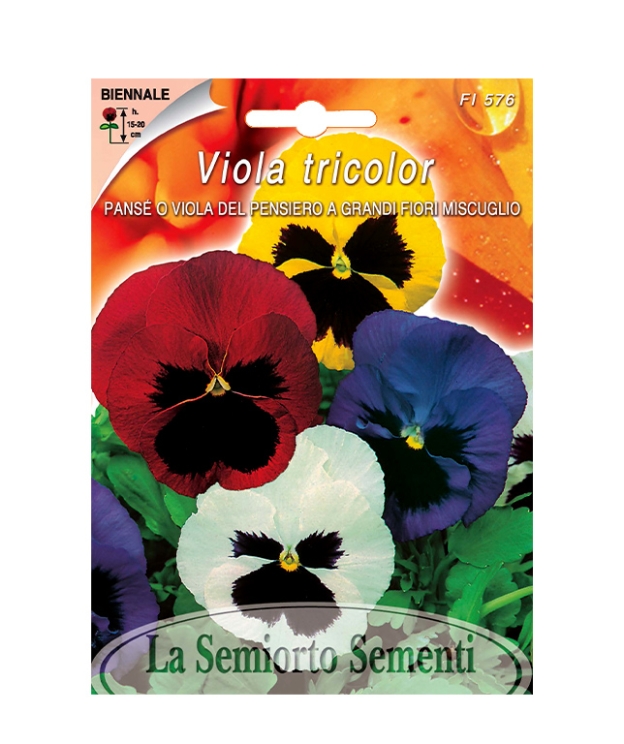 PANSE O VIOLA DEL PENSIERO A GRANDI FIORI MISCUGLIO
