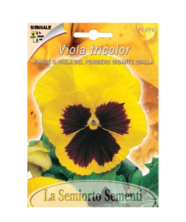 PANSE O VIOLA DEL PENSIERO GIGANTE GIALLA