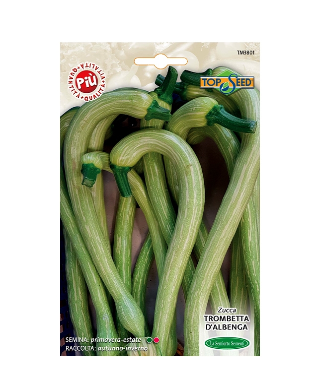 ZUCCA TROMBETTA D'ALBENGA