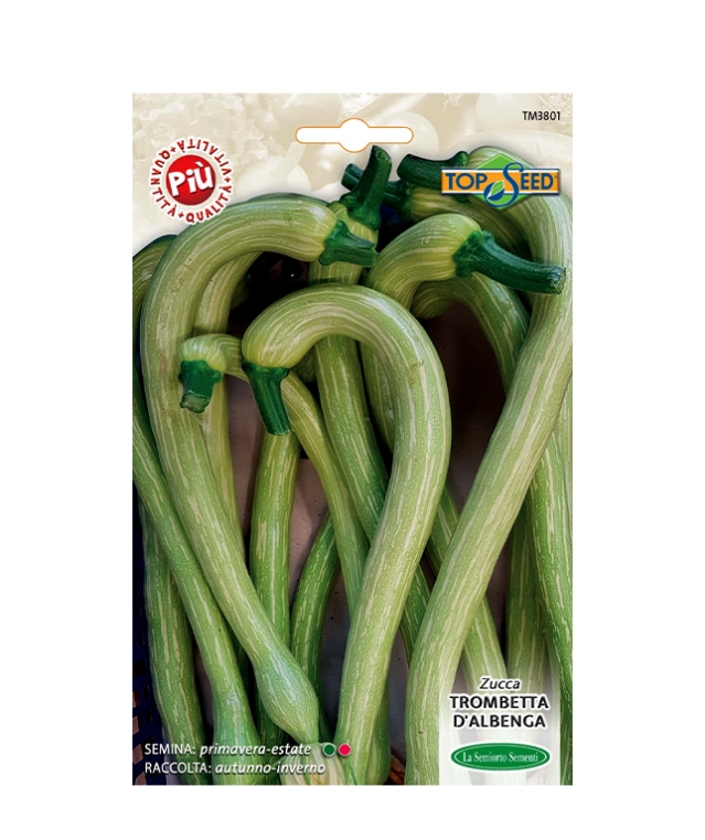 ZUCCA TROMBETTA D'ALBENGA