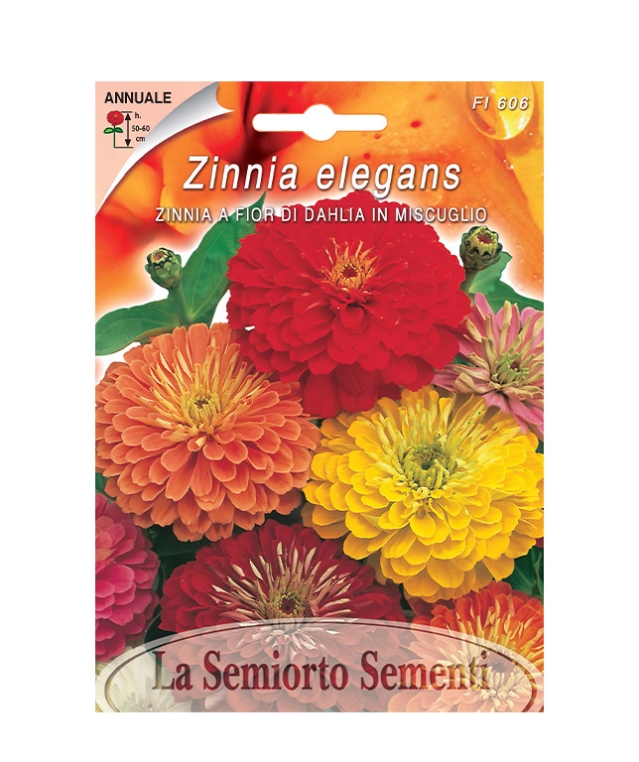ZINNIA A FIOR DI DAHLIA IN MISCUGLIO