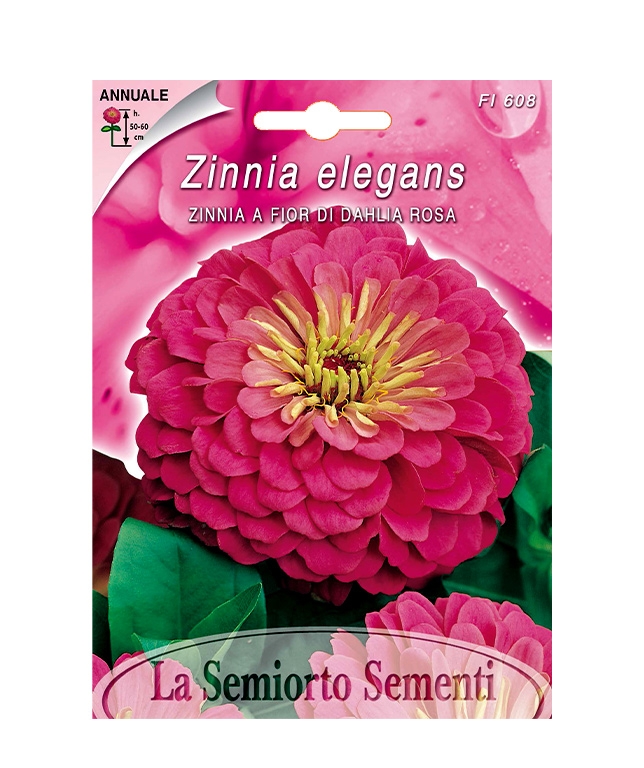 ZINNIA A FIOR DI DAHLIA ROSA