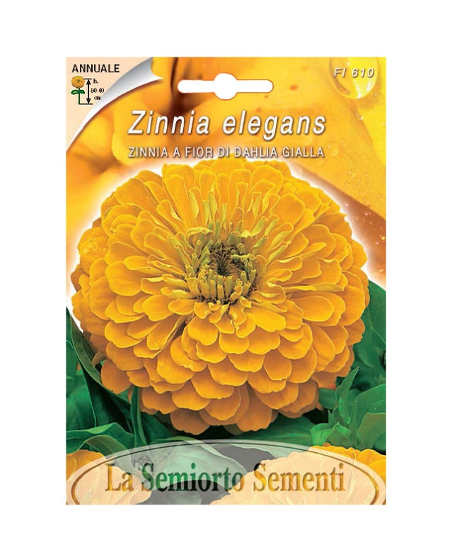 ZINNIA A FIORI DI DAHLIA GIALLA