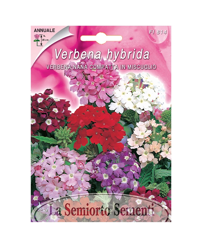 VERBENA NANA COMPATTA IN MISCUGLIO