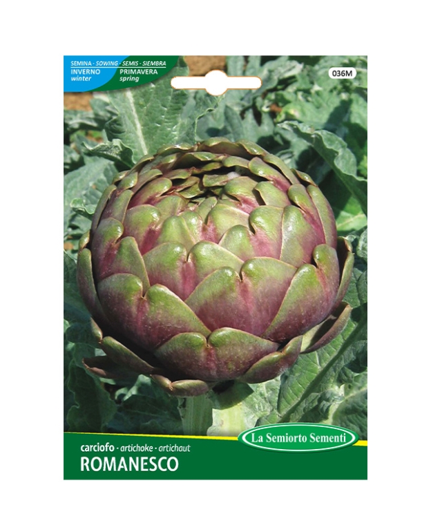 carciofo ROMANESCO