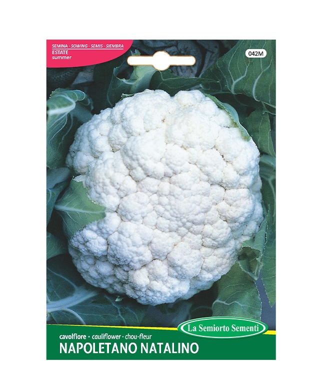 cavolfiore NAPOLETANO NATALINO