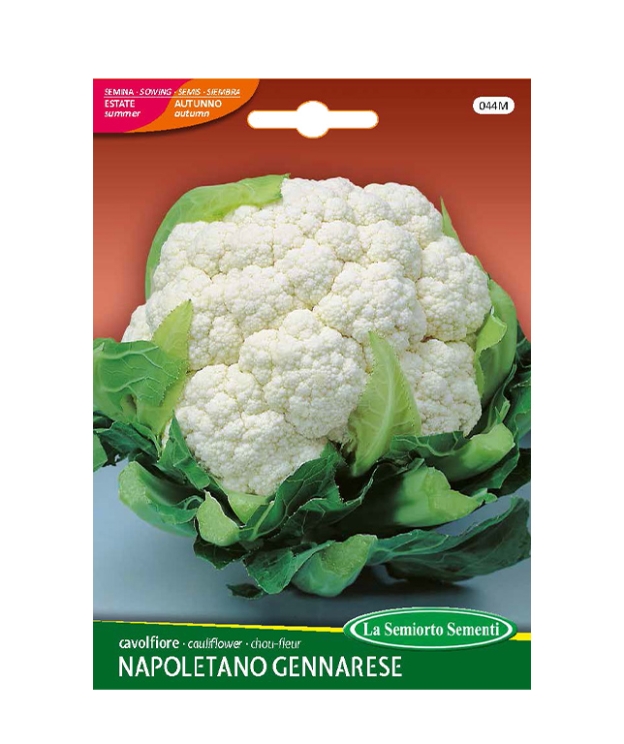 cavolfiore NAPOLETANO GENNARESE
