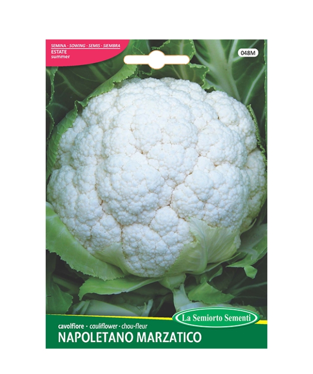 cavolfiore NAPOLETANO MARZATICO