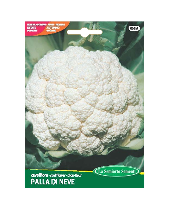 cavolfiore PALLA DI NEVE
