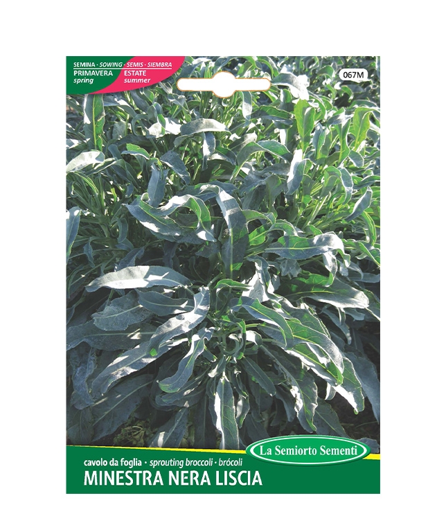 cavolo da foglia MINESTRA NERA LISCIA
