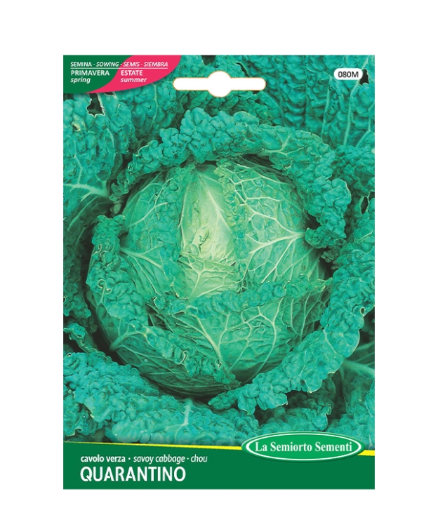 cavolo verza QUARANTINO