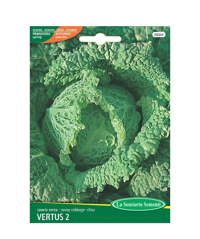 cavolo verza VERTUS 2