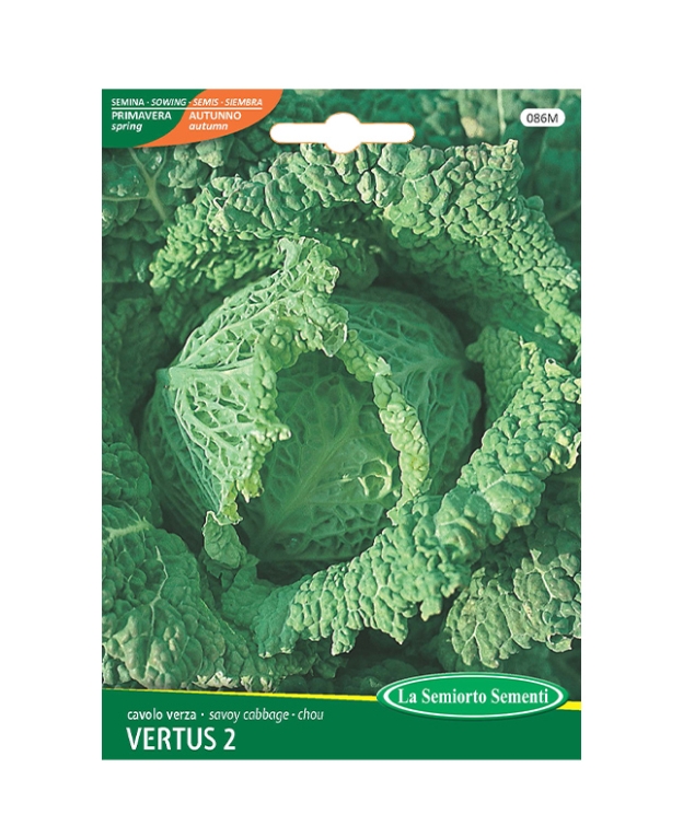 cavolo verza VERTUS 2