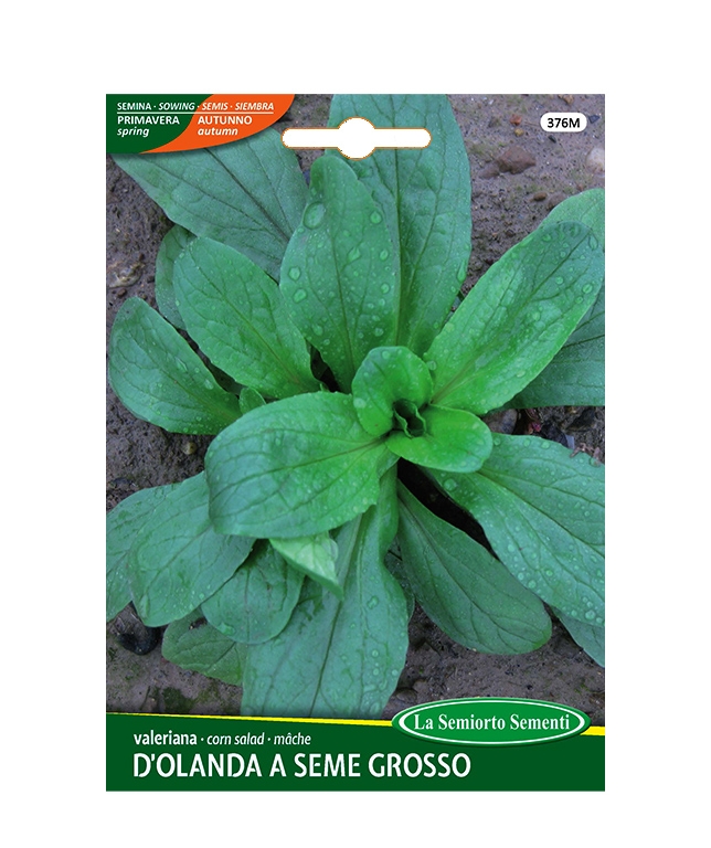 VALERIANA D'OLANDA A SEME GROSSO