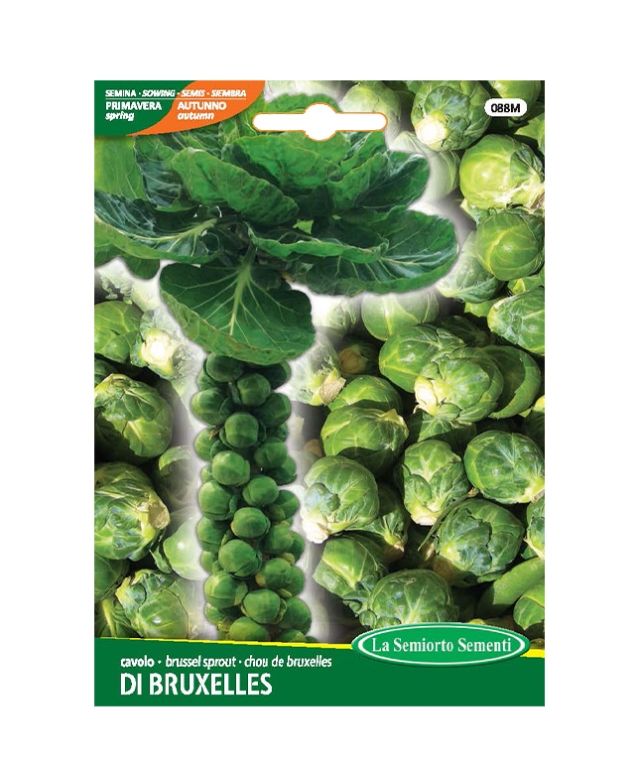 cavolo DI BRUXELLES