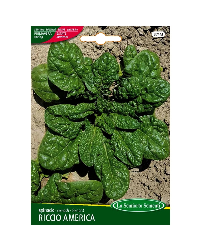 SPINACIO RICCIO AMERICA