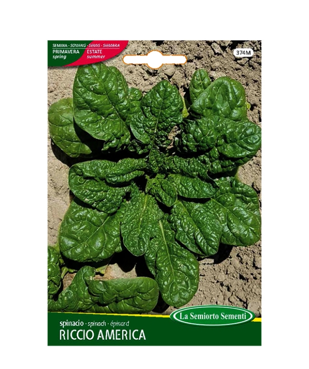 SPINACIO RICCIO AMERICA