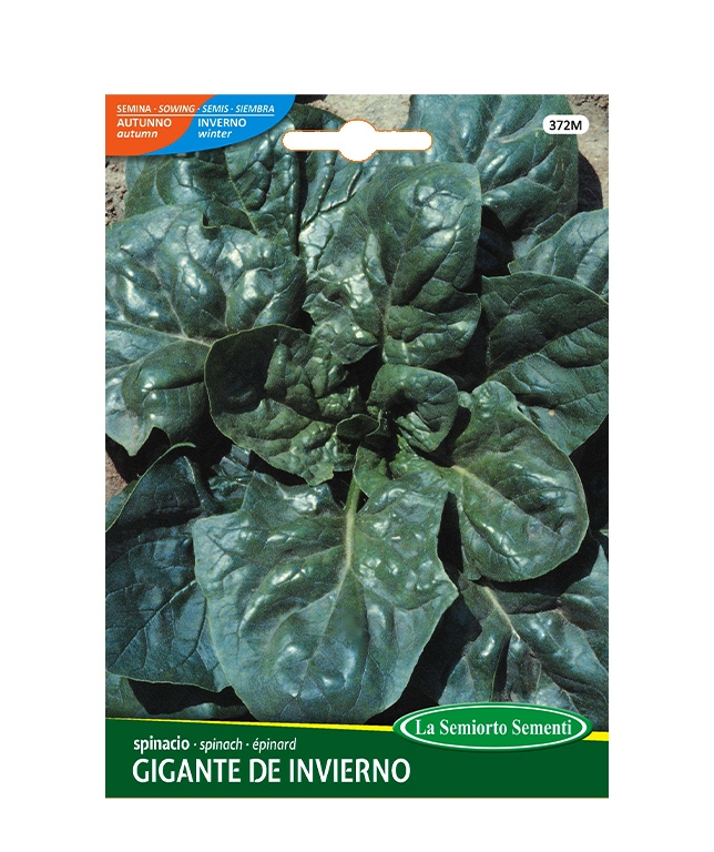 SPINACIO GIGANTE DE INVIERNO