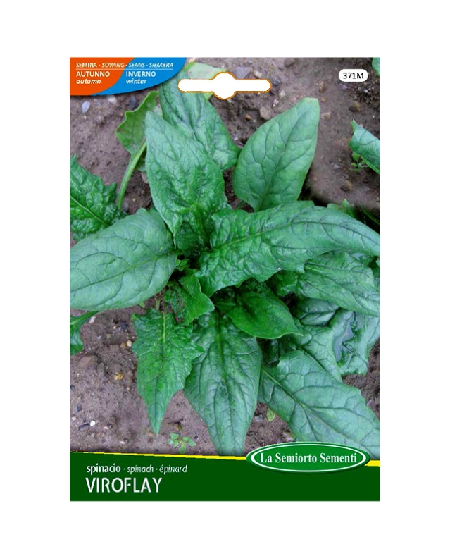 SPINACIO VIROFLAY