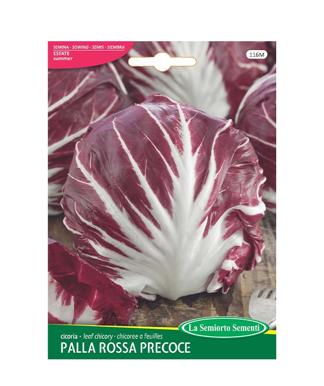 cicoria PALLA ROSSA PRECOCE