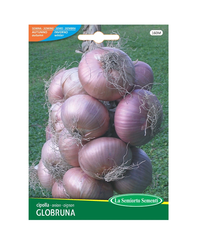 cipolla GLOBRUNA