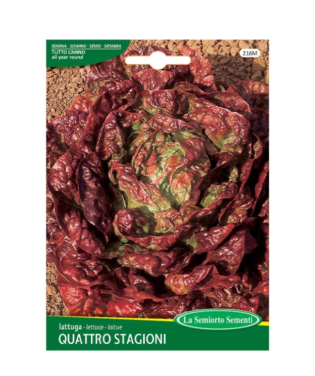 lattuga QUATTRO STAGIONI