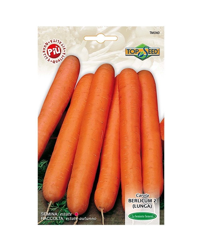 CAROTA BERLICUM 2 (LUNGA)
