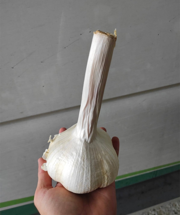 Aglione originale della Valdichiana - 1 Kg