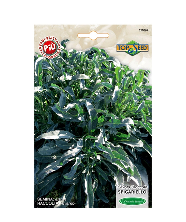 CAVOLO BROCCOLO SPIGARIELLO
