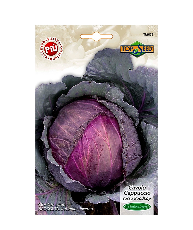 CAVOLO CAPPUCCIO ROSSO ROODKOP